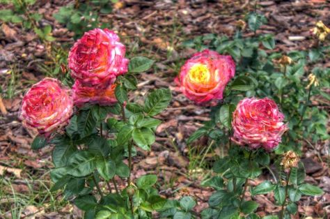 AX_10210_1_2Enhancer