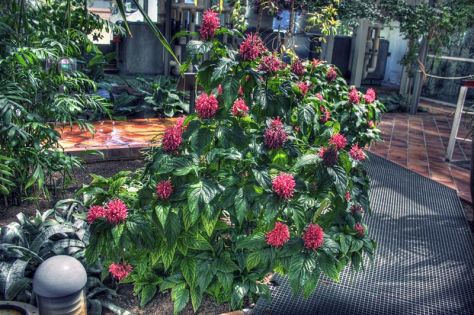 AX_10783_4_5Enhancer