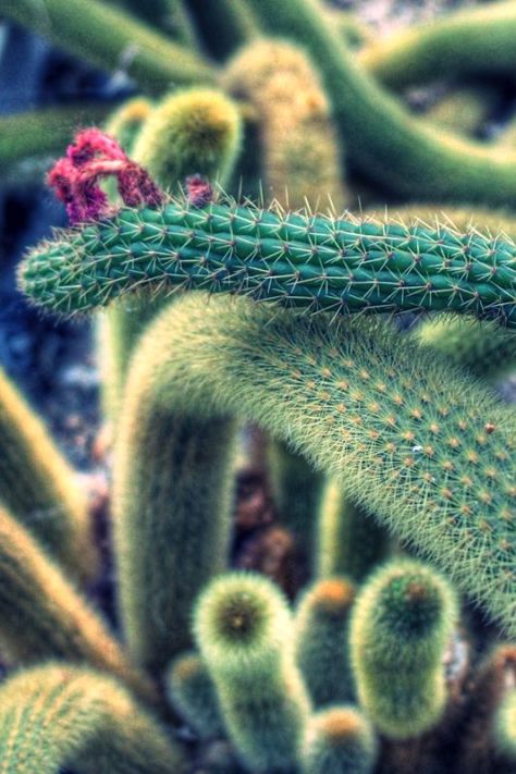 AX_10885_6_7Enhancer