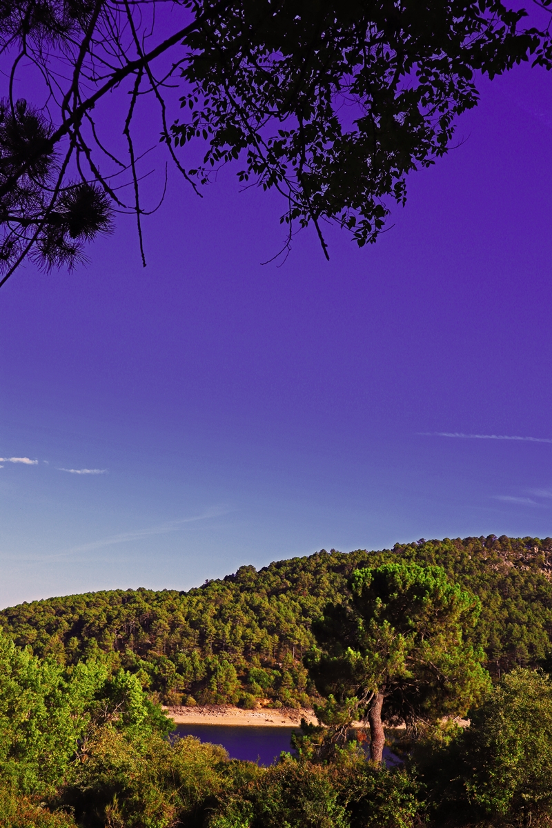 perseidas 2019 el bosque