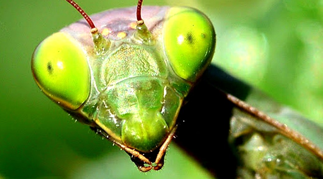 Mantis Religiosa